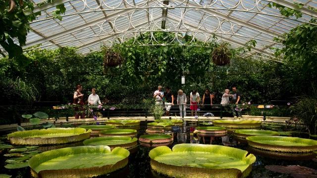 royal-botanic-gardens-kew-giant-lily-pads-in-kews-waterlily-house-ea6f3b8d055d303ff6ba1d7c105d423d